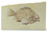 Big Fat Fossil Fish (Priscacara) - Wyoming #356752-1